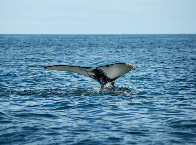 avistamiento ballenas